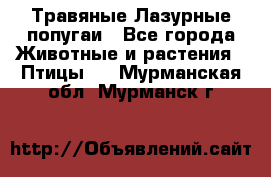 Травяные Лазурные попугаи - Все города Животные и растения » Птицы   . Мурманская обл.,Мурманск г.